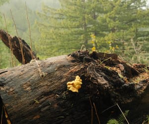 [Jan 04, 2025] Whittemore Gulch, Purisima Creek Loop Trail